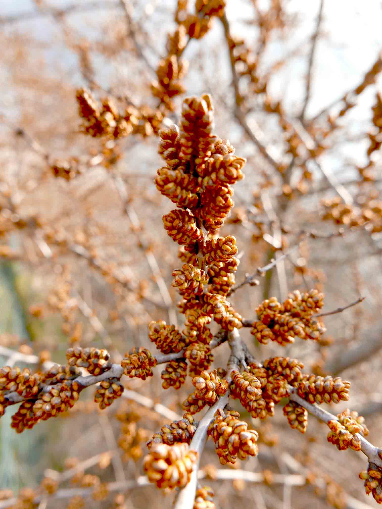 Hippophae fluviatilis / Olivello spinoso